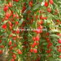 Certificat BCS Bio Goji Berry pour l&#39;exportation